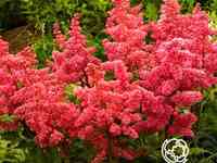 Астильба Анита Пфайфер арендса