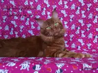 Мейн Кун красный солид. Шоу класс. Питомник, фотография 7