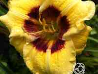 Лилейник Джейсон Салтер