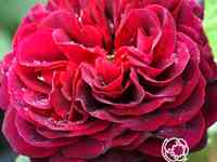 Роза астрид графин фон харденберг кустарниковая, тантау