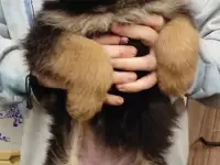 Щенки 100 немецкой овчарки, фотография 6