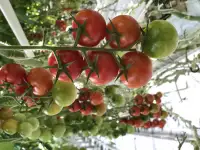 В 'Уральский тепличный комбинат' требуется агроном по защите растений