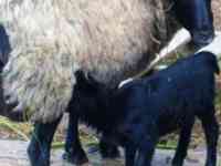 Продажа ягнят., фотография 2