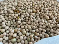 Горох (peas), фотография 2