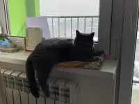 Продам кота Британца, фотография 3