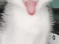 Отдам мальчика в самые надёжные руки, фотография 3