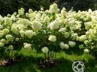 Гортензия канделайт