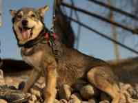 Отдам собаку, фотография 6