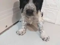 Готовятся к продаже щенки Русского спаниеля, фотография 7