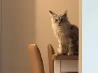 Мейн-Кун для вязки, фотография 3