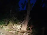 Спил деревьев по городу Алматы и Алматинской области, фотография 5