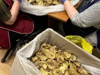 Продам сушеные грибы с Алтая, фотография 5