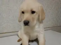 Щенки Лабрадор ретривер, фотография 9