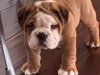 Здоровый красивый щенок английского бульдога, фотография 2