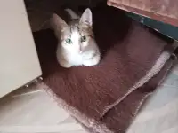 Ищем заботливых и любящих хозяев для Леопольда, фотография 5