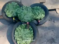 Продам дубовые веники, фотография 3