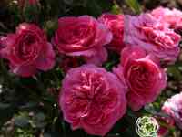 Роза Клив флорибунда