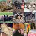Выездной контактный зоопарк 