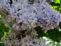 Сирень небо москвы  махровая