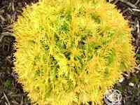 Туя шаровидная амбер глоу