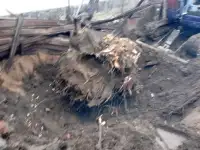 Спил, сруб деревьев, обрезка, кронировка, выкорчевка пней, фотография 6