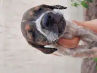 продам щенков, порода курцхаар, фотография 6