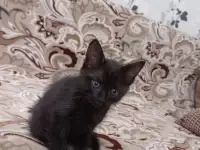 Отдам котят в хорошие руки, фотография 2