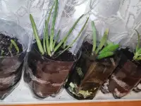 Отростки алоэ вера, фотография 2