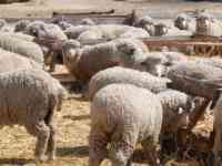 Реализация овец мясо-шерстного, мясо-шерстно-молочного направлений., фотография 2