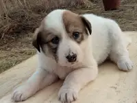 Отдам щенят, фотография 7