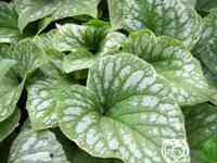 Бруннера сильвер вингс