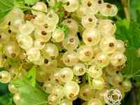 Смородина Версальская белая