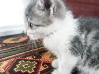 Дерзкий крысолов ищет свой дом!, фотография 3