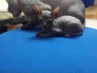 Очень ласковая кошечка сфинкс, ждёт своих хозяев!!!, фотография 4