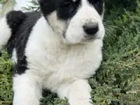 В продаже щенки Алабая