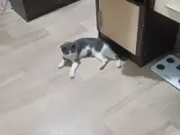 Отдам кота в добрые руки,к лотку приучен,ласковый,спокойный возраст примерно не больше полтора года, фотография 2