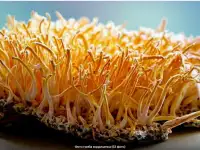 Продам сушеные грибы с Алтая, фотография 2