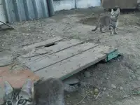 Отдам котят в добрые руки, фотография 3