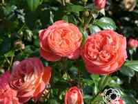 Роза квин оф херц флорибунда, топалович