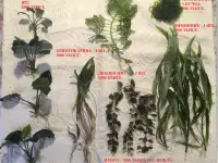 Продаются аквариумные растения.