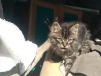 Отдам котят в заботливые руки, фотография 4