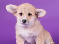 Щенки Вельш Корги Пемброк, фотография 6