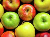 Саженцы яблонь