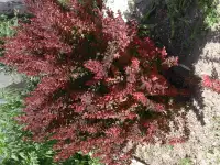 Садовые деревья цветущие и ягодные кустарники цветы многолетки, фотография 12