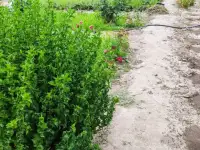 Дача 15 соток, Алматинская область, Талгарский район, с.о. Кендалинский, с. Кендала, с/т Медик-, фотография 5