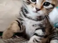 Продаются Шотландские котята, фотография 5