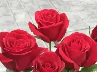 Саженцы роз, фотография 5