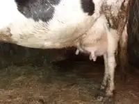 Продам корову молочную, фотография 3