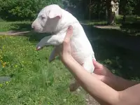 Миниатюрный бультерьер, фотография 12