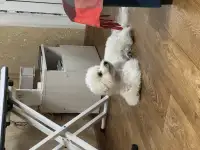 Щенок Бишон Фризе, фотография 4